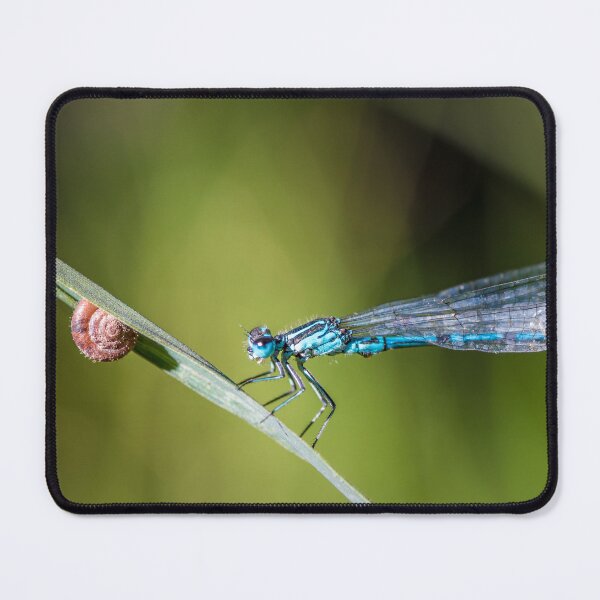 Item preview, Blue Dragonfly insect perched on herb with small snail designed and sold by Grégory DUBUS.