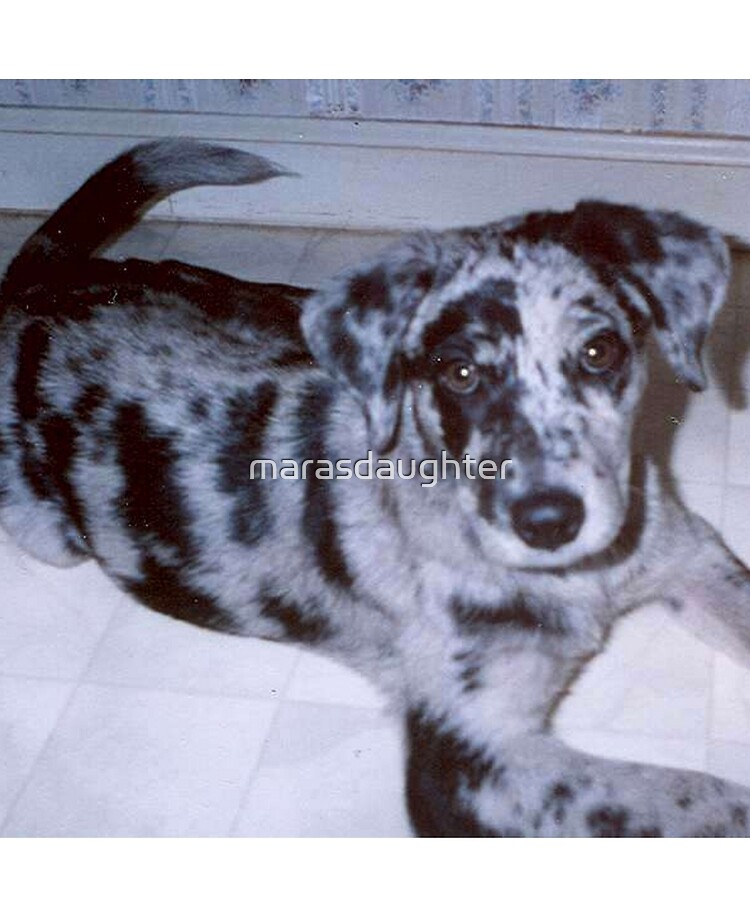 blue catahoula