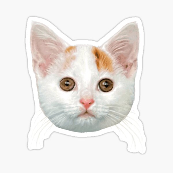 Ginger And White Cat Gifts & Merchandise For Sale | Redbubble