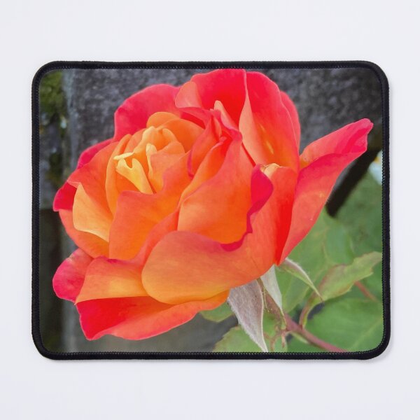 Item preview, Glowing Rose designed and sold by Chriscolibaba.