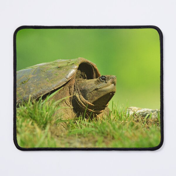 Item preview, Snapping Turtle  designed and sold by WWbugsandslugs.