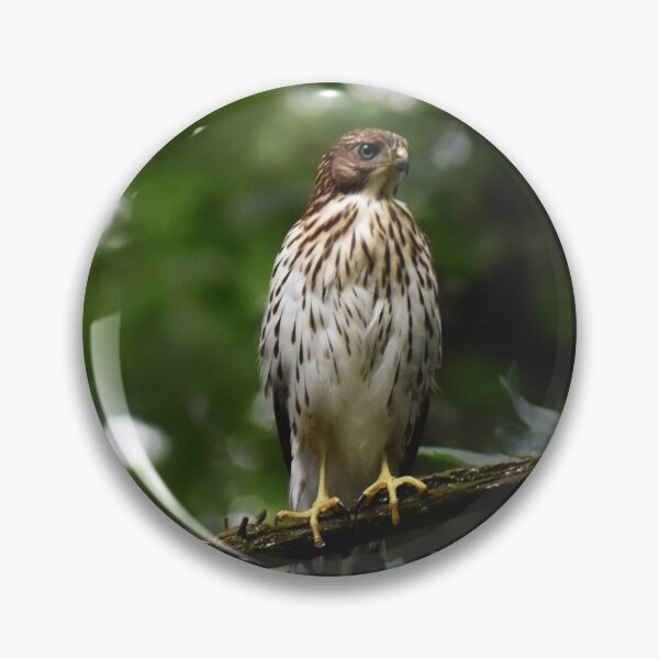 Item preview, Hawk designed and sold by Becky Laine.