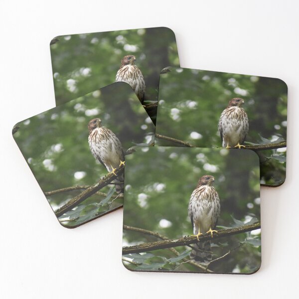 Item preview, Hawk designed and sold by Becky Laine.
