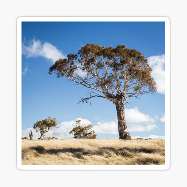 Item preview, Treescape designed and sold by Geoff Wols.