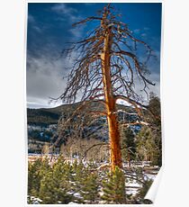 colorful colorado Poster