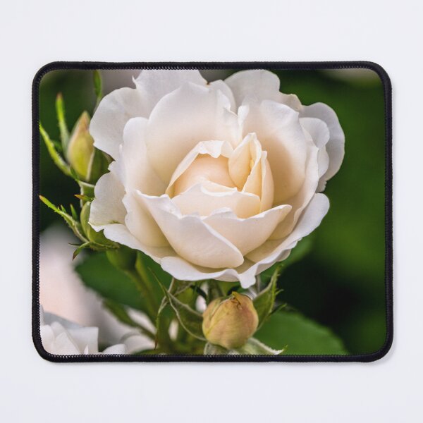 Item preview, Rose In Vanilla  designed and sold by barkeypf.