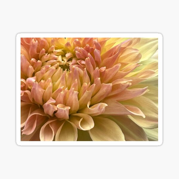 Item preview, Pink & Yellow Macro Dahlia Flower  designed and sold by Sonya Umble.