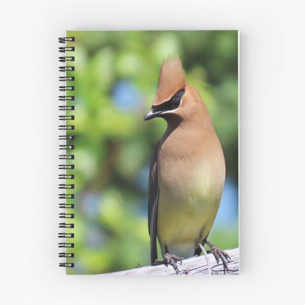 Item preview, Cedar Waxwing enjoying the sun  designed and sold by DigitalGen.