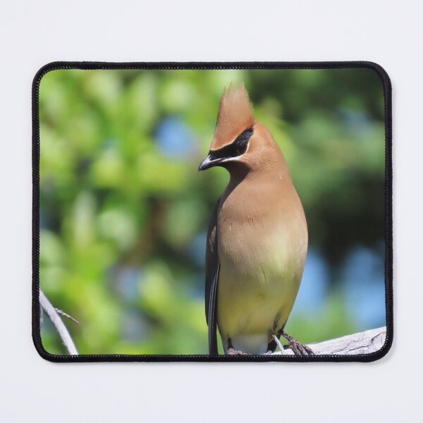 Item preview, Cedar Waxwing enjoying the sun  designed and sold by DigitalGen.