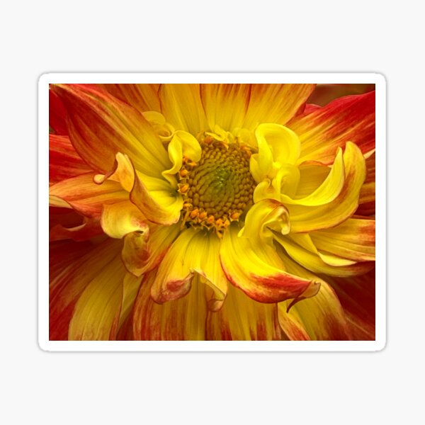 Item preview, Red and Yellow Macro Dahlia  designed and sold by Sonya Umble.