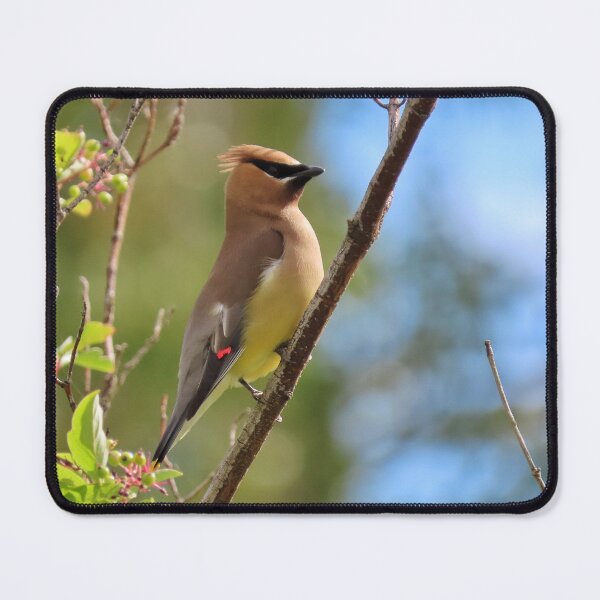 Item preview, Cedar Waxwing on a branch designed and sold by DigitalGen.