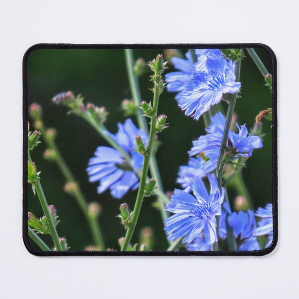 Item preview, Chicory in the wind designed and sold by DigitalGen.
