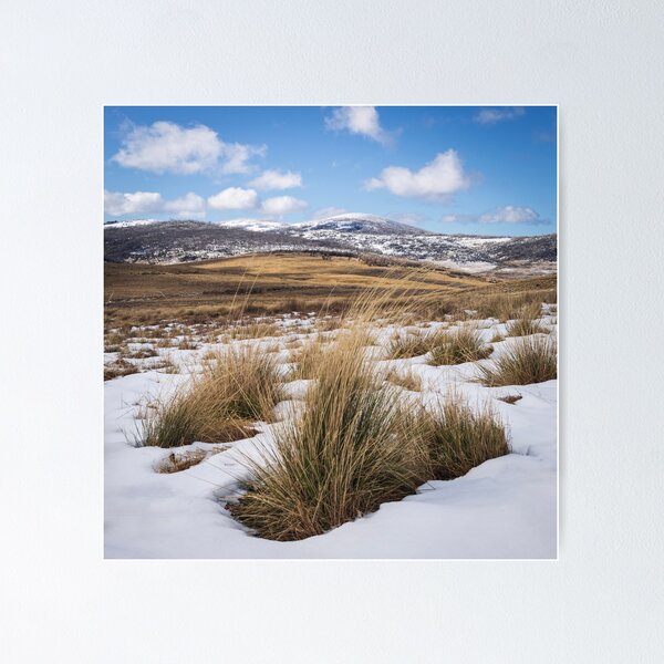 Item preview, Snowed In Grasses designed and sold by Geoff Wols.