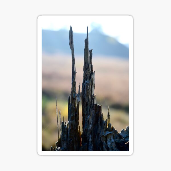 Pointing to the Sky, Tree stump Detail. Sticker