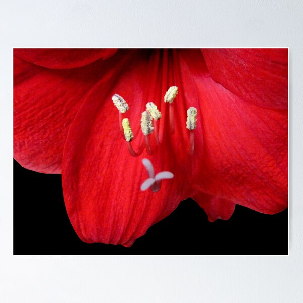 Item preview, Stamens designed and sold by jacqi.