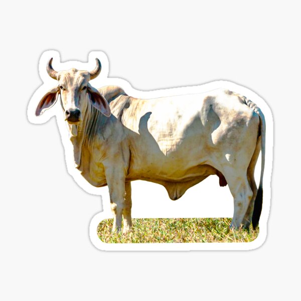 Item preview, Brahma Bull outstanding in his field designed and sold by OwlOccasions.