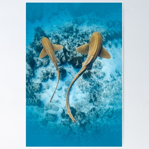 Item preview, Double leopard shark designed and sold by finsandphotos.