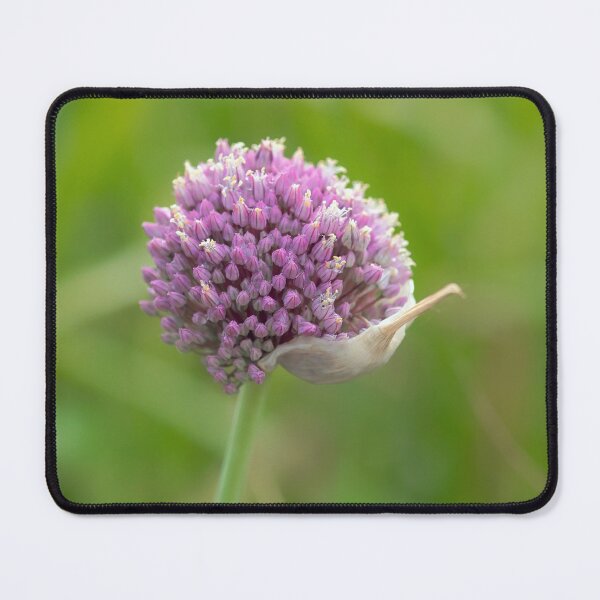Item preview, Purple Allium designed and sold by Dorset Girl.