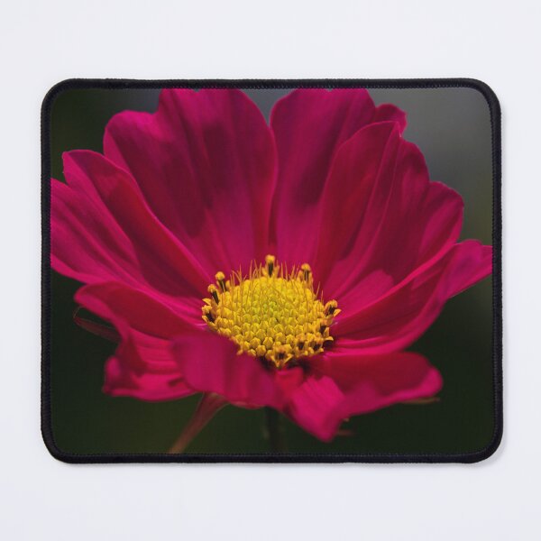Item preview, Pink Cosmos Yellow Centre. designed and sold by John Ray.