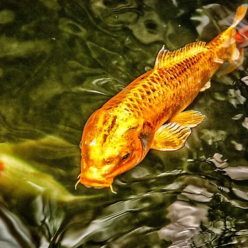 Artwork thumbnail, Goldy Fish by Ruth Curtis