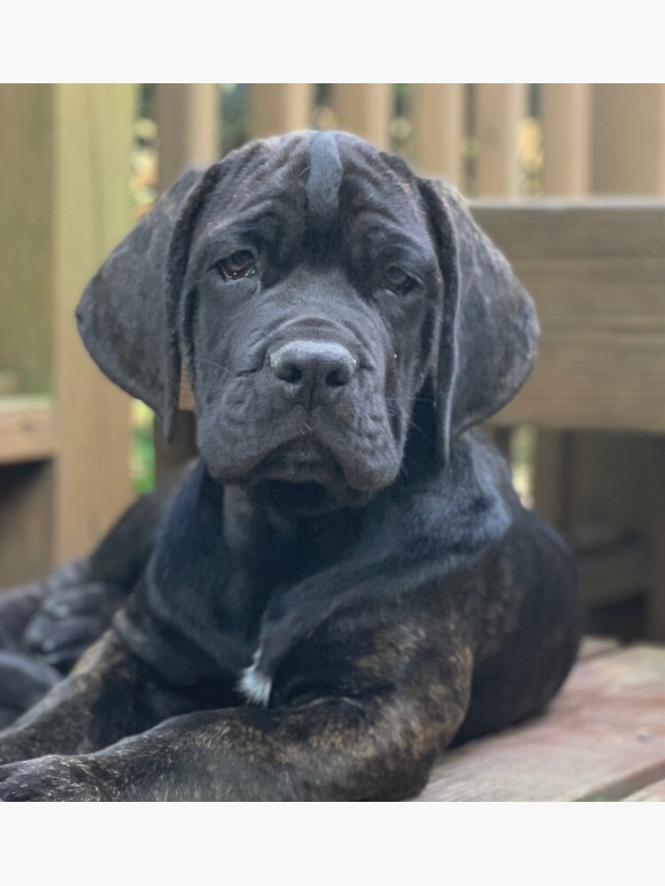 Cane Corso Neapolitan Mastiff Cross Great Dane Neapolitan Mastiff