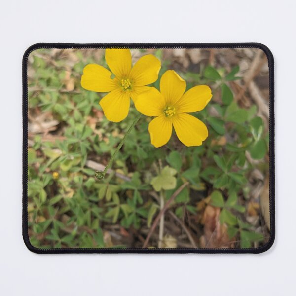Item preview, Creeping Woodsorrel designed and sold by TheRealDanniX.