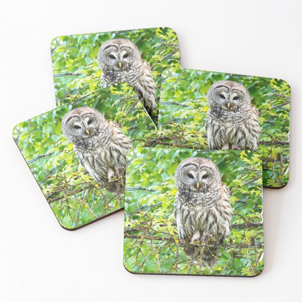 Item preview, Barred Owl, North Idaho designed and sold by Alison Meyer Photography.