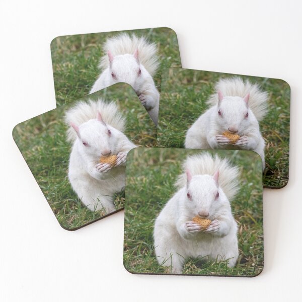 Item preview, Albino Squirrel on the National Mall in Washington, DC designed and sold by Zoo and Nature Photography by Karie.