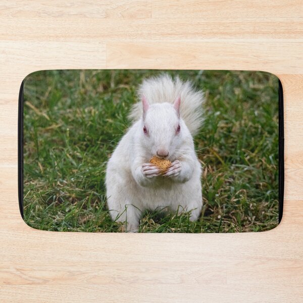 Item preview, Albino Squirrel on the National Mall in Washington, DC designed and sold by Zoo and Nature Photography by Karie.