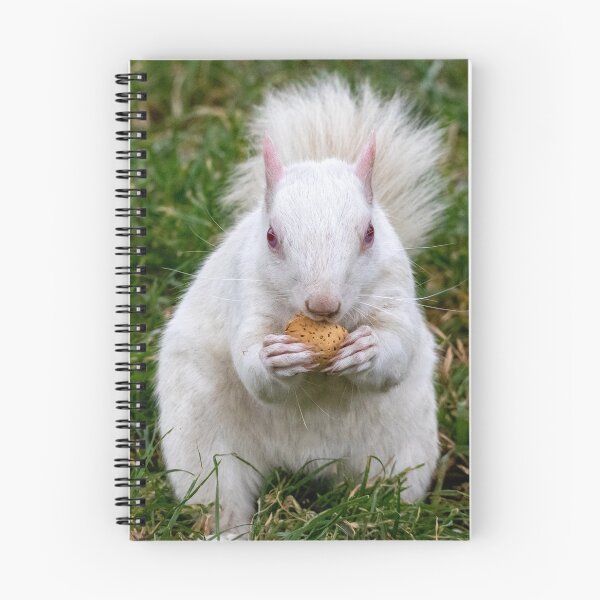 Item preview, Albino Squirrel on the National Mall in Washington, DC designed and sold by Zoo and Nature Photography by Karie.