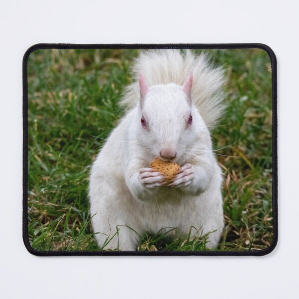 Item preview, Albino Squirrel on the National Mall in Washington, DC designed and sold by Zoo and Nature Photography by Karie.