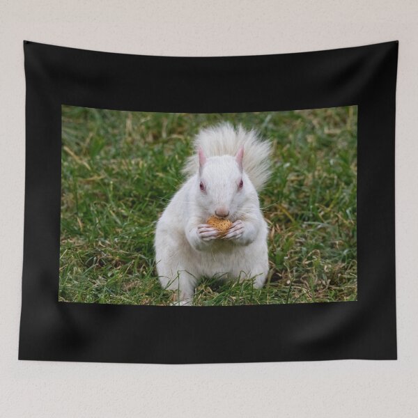 Item preview, Albino Squirrel on the National Mall in Washington, DC designed and sold by Zoo and Nature Photography by Karie.