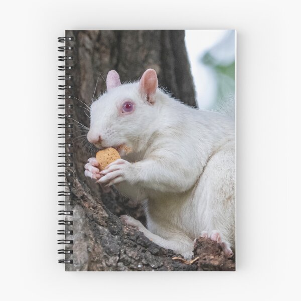 Item preview, Albino Squirrel on the National Mall in Washington, DC designed and sold by Zoo and Nature Photography by Karie.