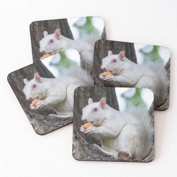 Item preview, Albino Squirrel on the National Mall in Washington, DC designed and sold by Zoo and Nature Photography by Karie.