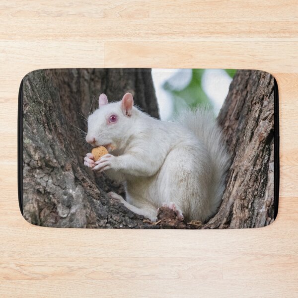 Item preview, Albino Squirrel on the National Mall in Washington, DC designed and sold by Zoo and Nature Photography by Karie.