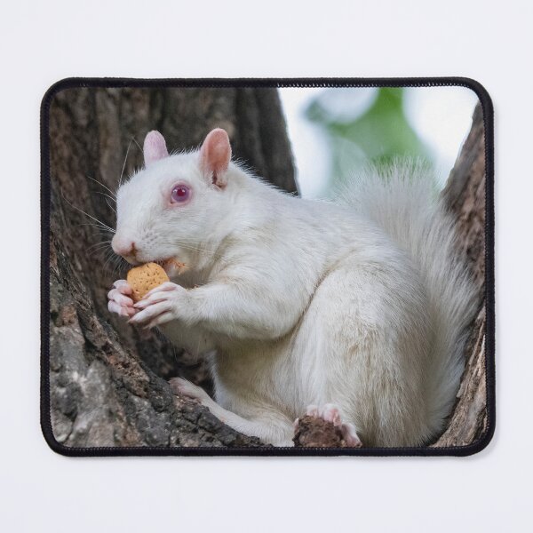 Item preview, Albino Squirrel on the National Mall in Washington, DC designed and sold by Zoo and Nature Photography by Karie.