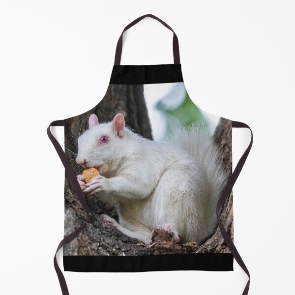 Item preview, Albino Squirrel on the National Mall in Washington, DC designed and sold by Zoo and Nature Photography by Karie.