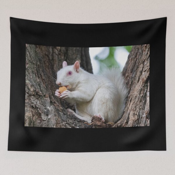 Item preview, Albino Squirrel on the National Mall in Washington, DC designed and sold by Zoo and Nature Photography by Karie.