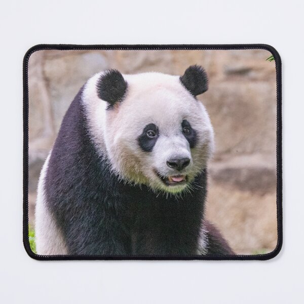 Item preview, Giant Panda Xiao Qi Ji at the National Zoo designed and sold by Zoo and Nature Photography by Karie.
