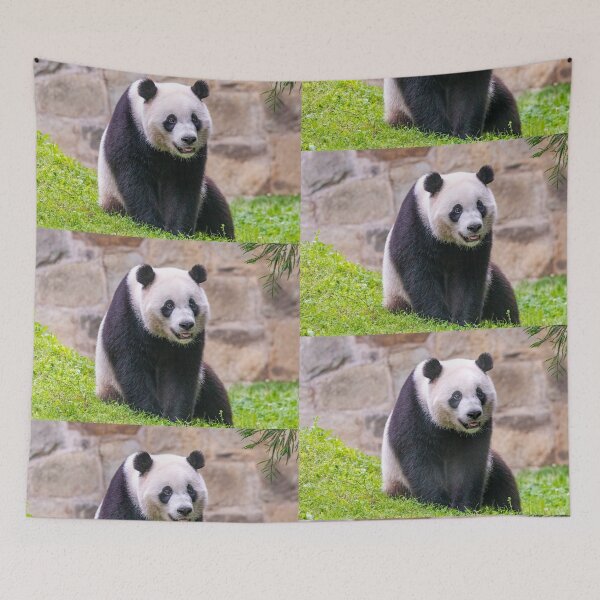 Item preview, Giant Panda Xiao Qi Ji at the National Zoo designed and sold by Zoo and Nature Photography by Karie.