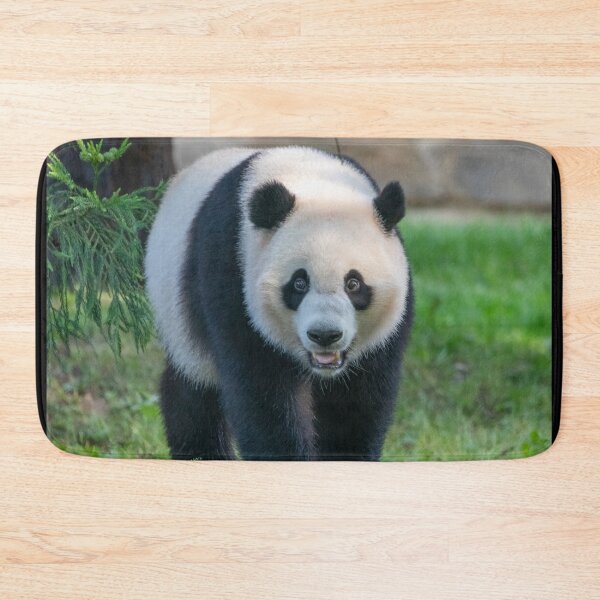 Item preview, Giant Panda Xiao Qi Ji at the National Zoo designed and sold by Zoo and Nature Photography by Karie.