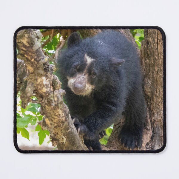 Item preview, Andean Bear Cub at the National Zoo designed and sold by Zoo and Nature Photography by Karie.