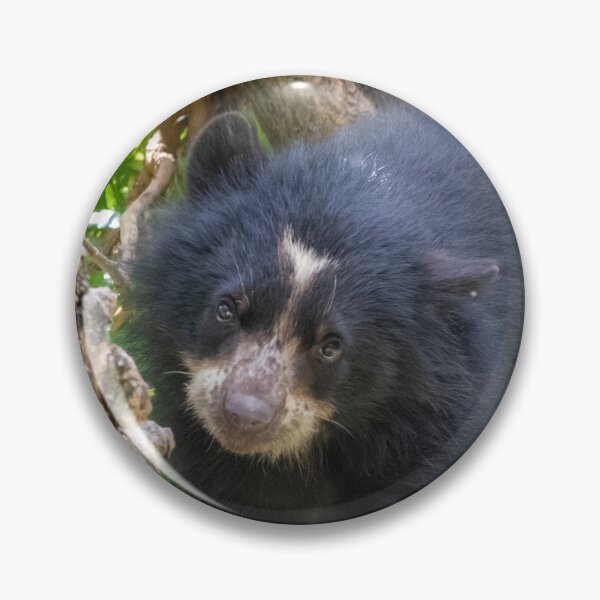 Item preview, Andean Bear Cub at the National Zoo designed and sold by Zoo and Nature Photography by Karie.