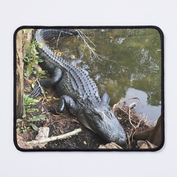 Item preview, Backyard Gator, Charleston designed and sold by Colorcollage.