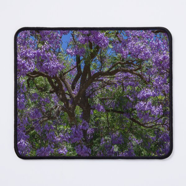 Item preview, Jacaranda Tree Brilliance - Bendigo, Victoria designed and sold by Steven Jodoin.