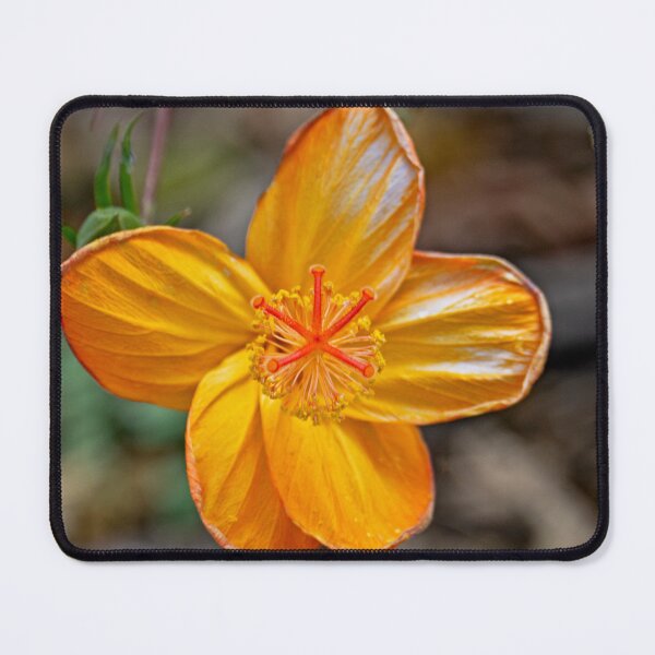 Item preview, Hibiscus kokio saint johnianus designed and sold by Keola Makaiau.