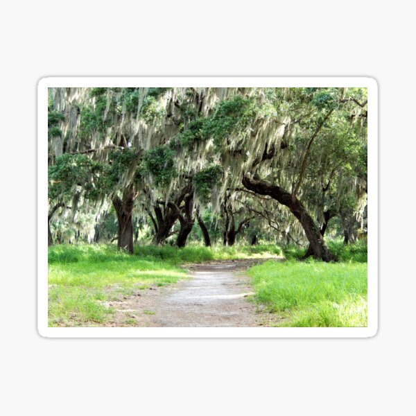 Item preview, Old Florida oaks draped in Spanish moss designed and sold by danaart.