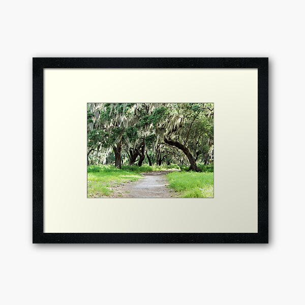 Item preview, Old Florida oaks draped in Spanish moss designed and sold by danaart.