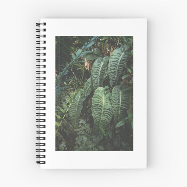 Item preview, Anthurium veitchii at Kew Gardens - September 2020 designed and sold by monty-korn.