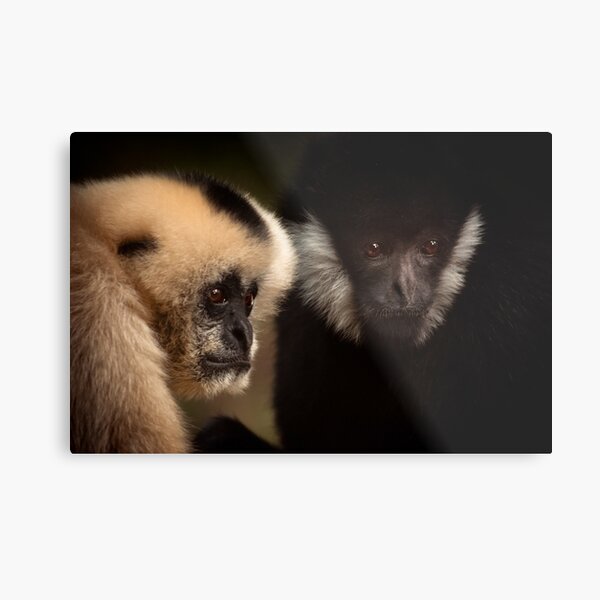 Two Metal Print